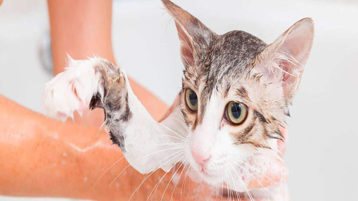 Découvrez à quelle fréquence un chat doit être baigné