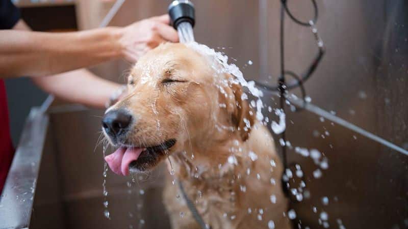 Voici à quelle fréquence idéale votre chien doit être baigné