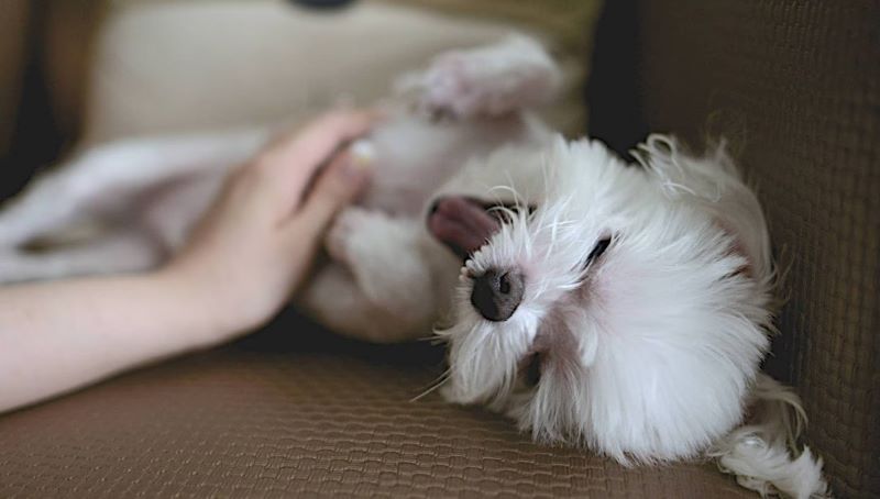 Ainsi votre chien vous protège de l'énergie des personnes toxiques