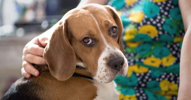 Ainsi votre chien vous protège de l'énergie des personnes toxiques