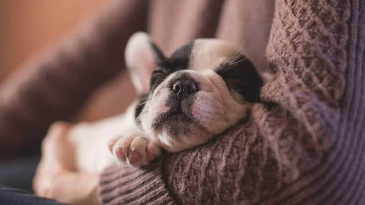 Votre chien vous protège de l'énergie des personnes toxiques, le saviez-vous ?