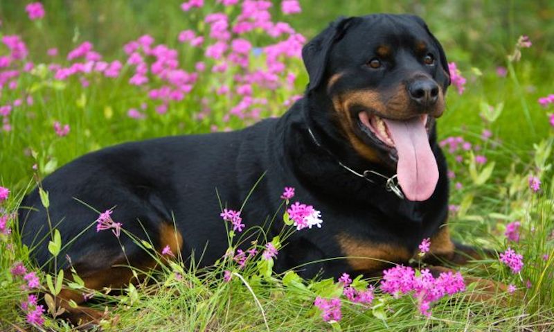 Caractéristiques que vous ne connaissiez pas sur le Rottweiler