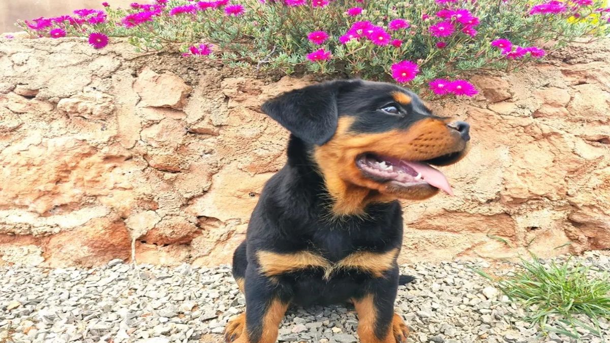 Ces caractéristiques que vous ne connaissiez pas sur le Rottweiler