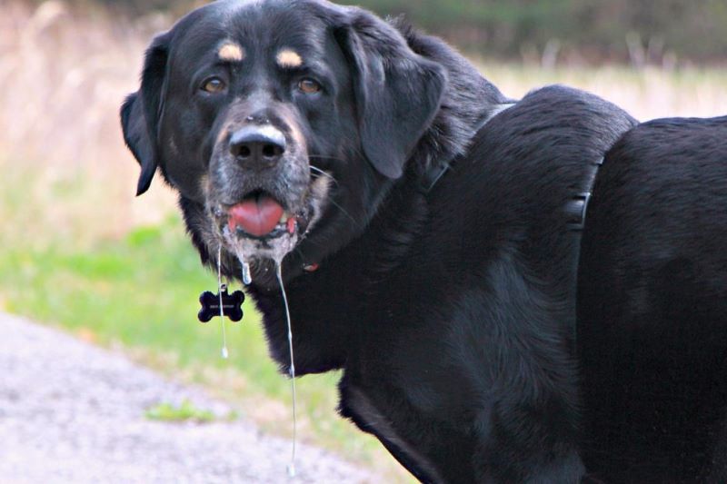 chien