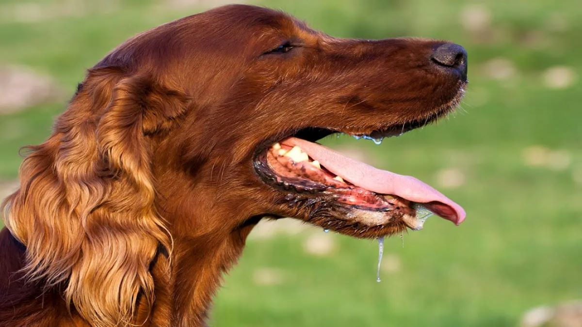 Découvrez quelles sont les causes de la bave excessive du chien