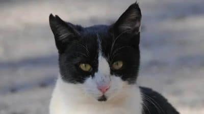 Certains chats errants ont les oreilles coupées : voici pourquoi