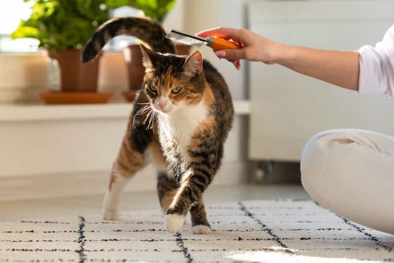 C'est la raison importante pour laquelle vous devez vermifuger les chiens et les chats en hiver