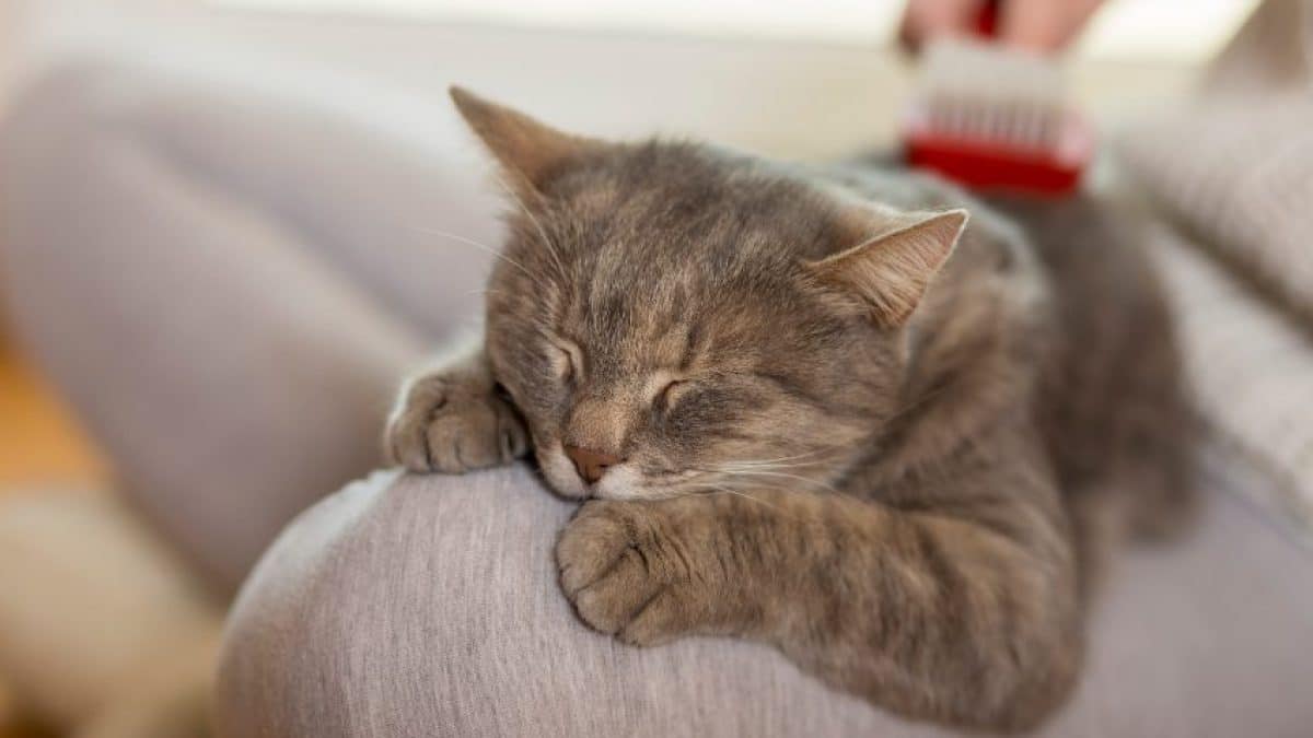 Voici le nombre d’heures par jour qu’un chat devrait dormir, selon les experts