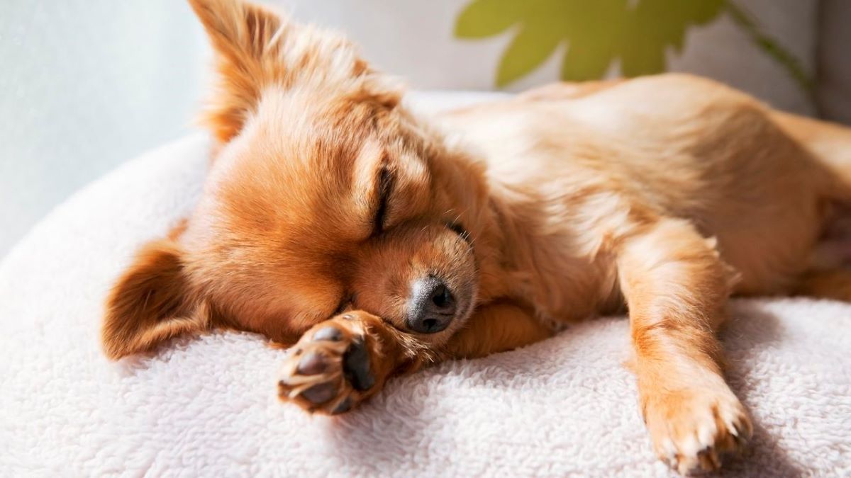 C'est le nombre d'heures par jour qu'un chien devrait dormir, selon les experts