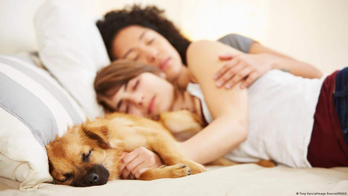 Voici pourquoi vous ne devriez pas partager un lit avec votre chien en hiver, selon les experts