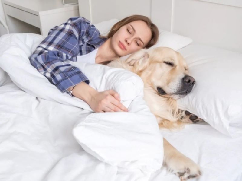 C'est pourquoi vous ne devriez pas partager un lit avec votre chien en hiver, préviennent les experts