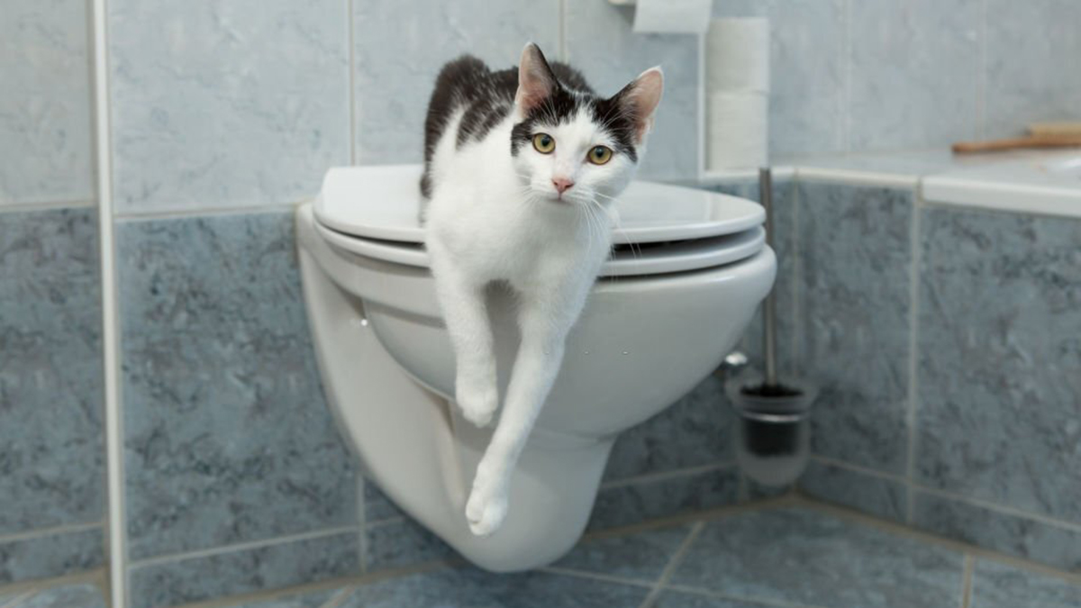 "Je n'arrivais pas à y croire" Cette femme surprend son chat dans les toilettes !