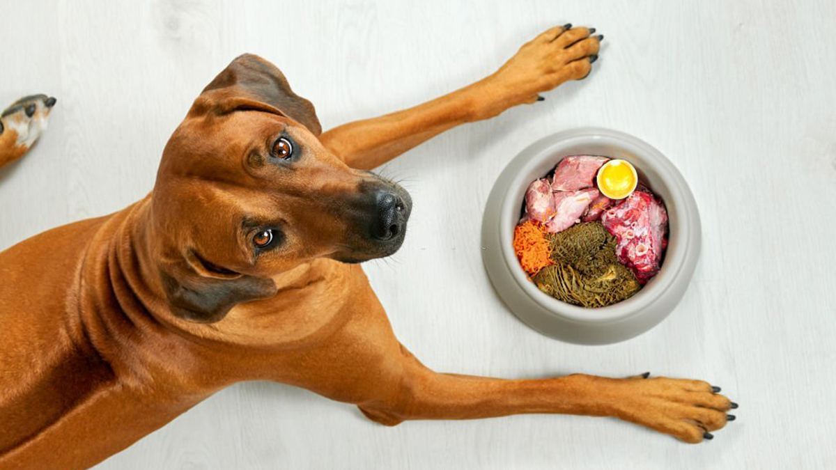 Ne donnez pas ces 7 aliments à votre chien
