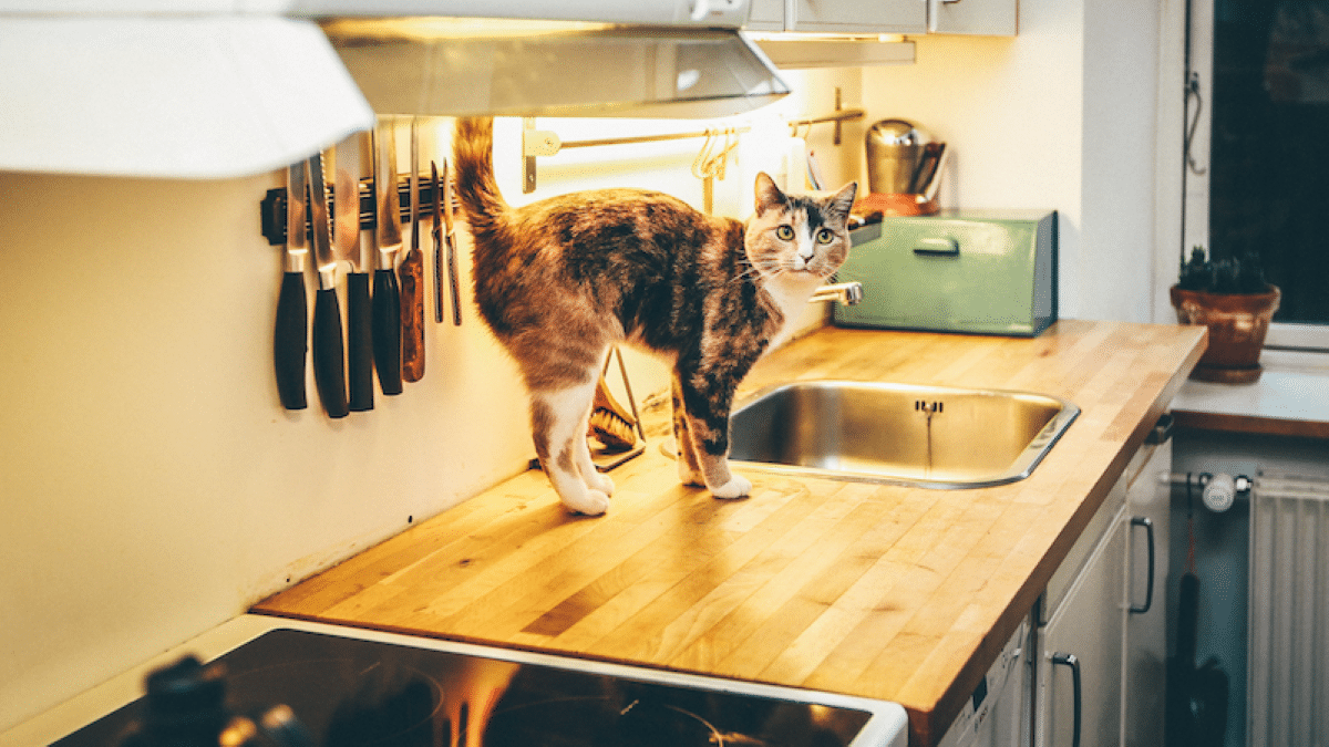 Comment empêcher mon chat de grimper sur la table de la cuisine ?