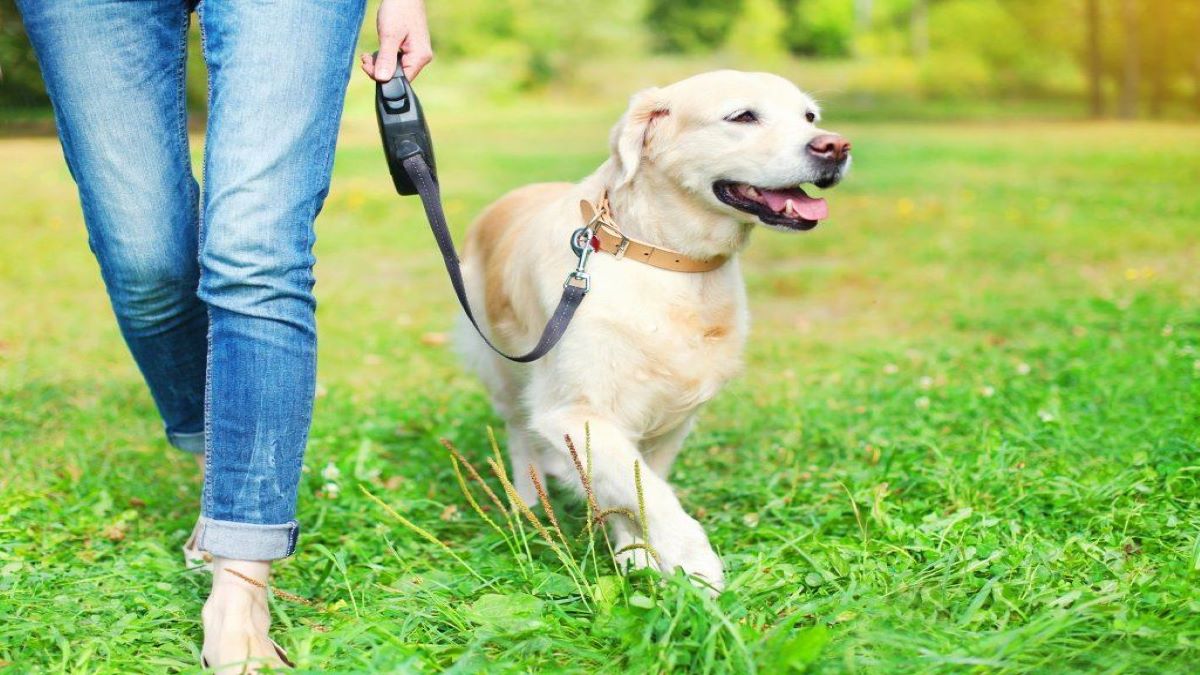 Voici comment empêcher votre chien de manger des choses sur le sol