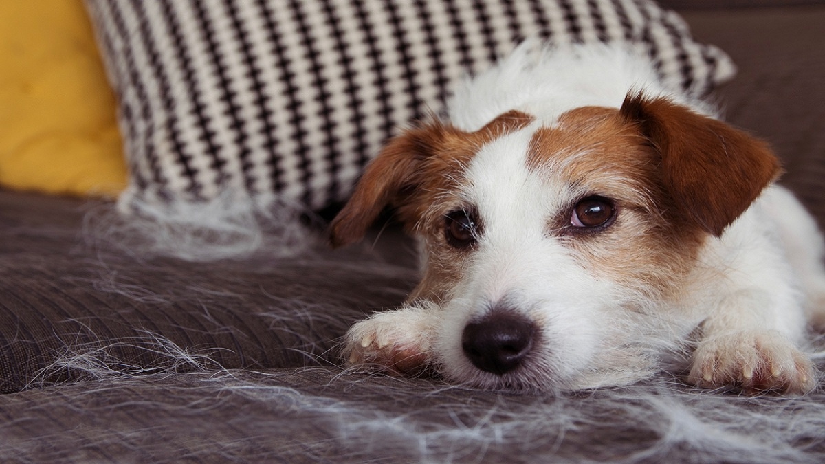 Comment faire pour vous débarrasser efficacement des poils d’animaux chez vous ?