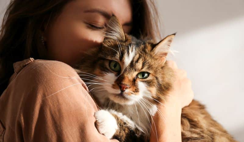 Comment puis-je savoir si mon chat m'aime ? Sept signes indiquant que votre chat est heureux avec vous