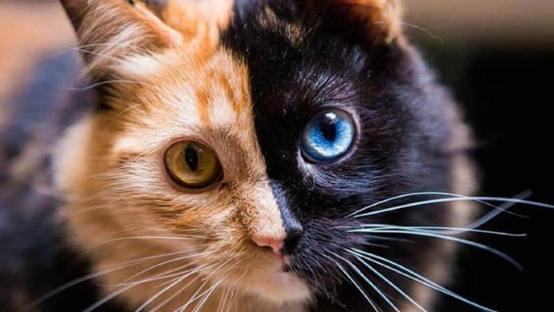 Comment sont les chats chimères ? Apprenez-en plus sur ces félins à deux visages
