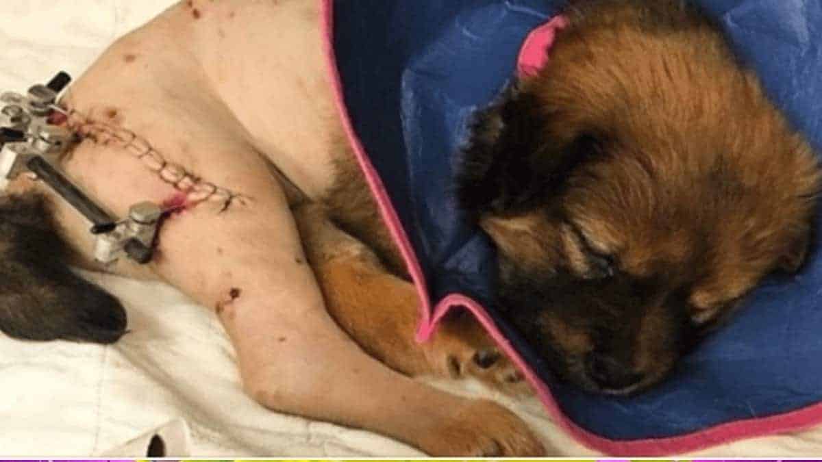 Comment un chiot blessé l'a guérie quand elle en avait le plus besoin