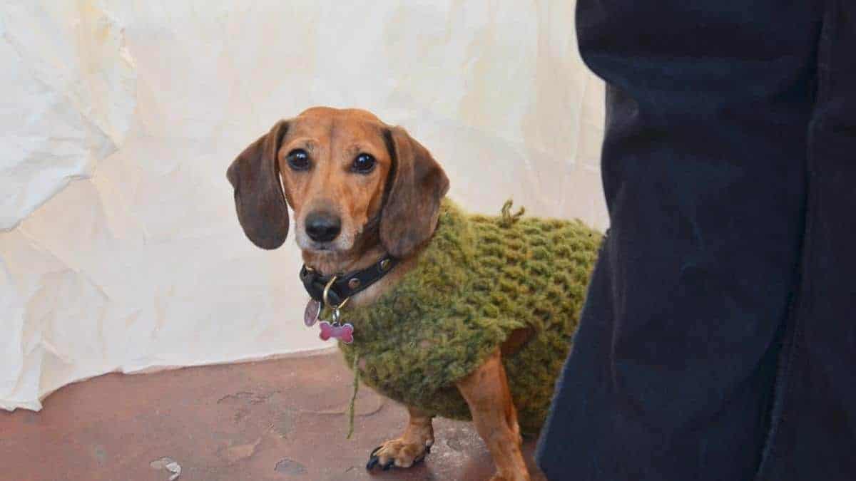 Découvrez ce que fait votre chien quand il est tout seul à la maison !