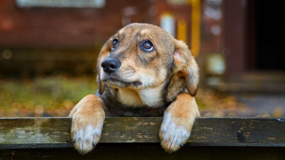 Découvrez ce que ressentent les chiens lorsqu'ils sont abandonnés !