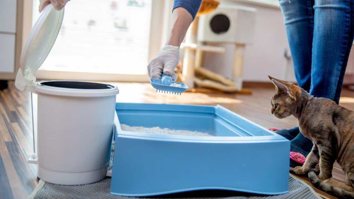 Découvrez comment nettoyer un bac à litière en quelques minutes