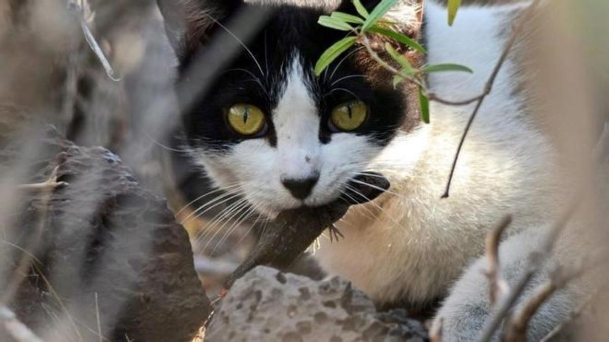 Rêver de chats : découvrez quelle est la signification