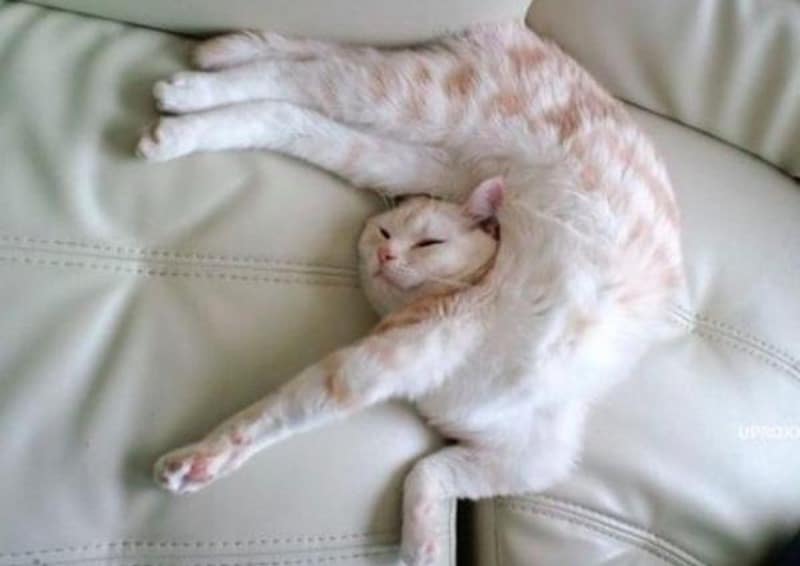 Découvrez pourquoi les chats dorment les yeux ouverts