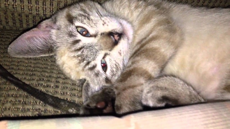 Découvrez pourquoi les chats dorment les yeux ouverts
