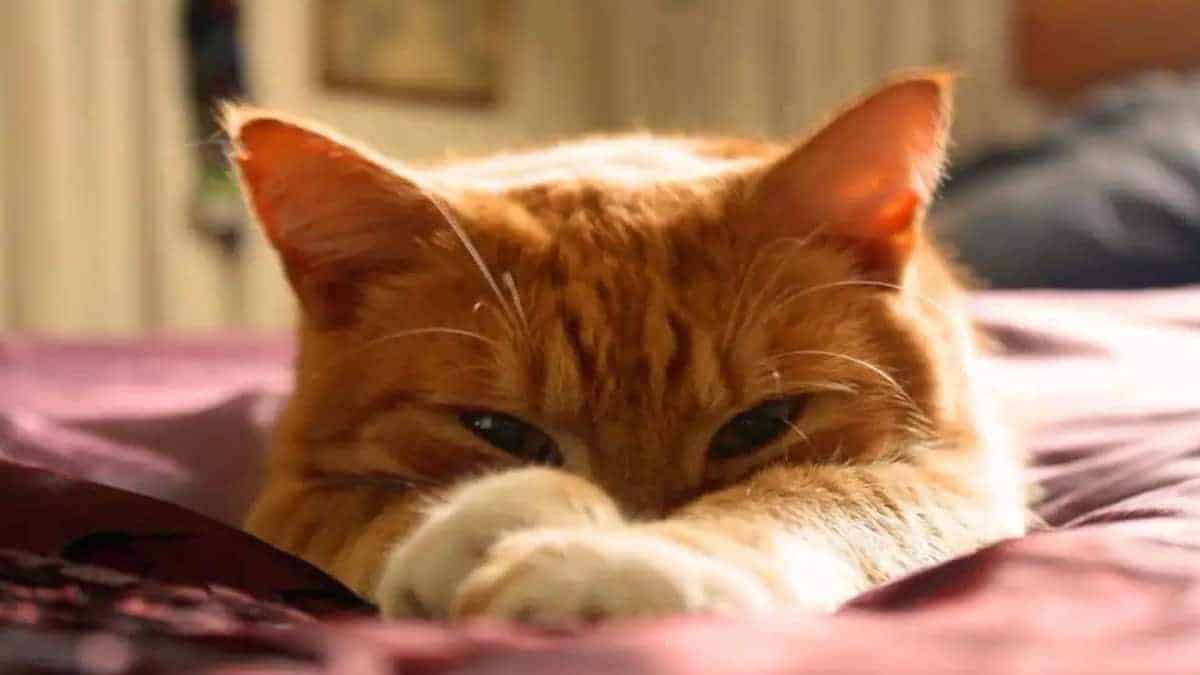 Découvrez pourquoi les chats dorment les yeux ouverts