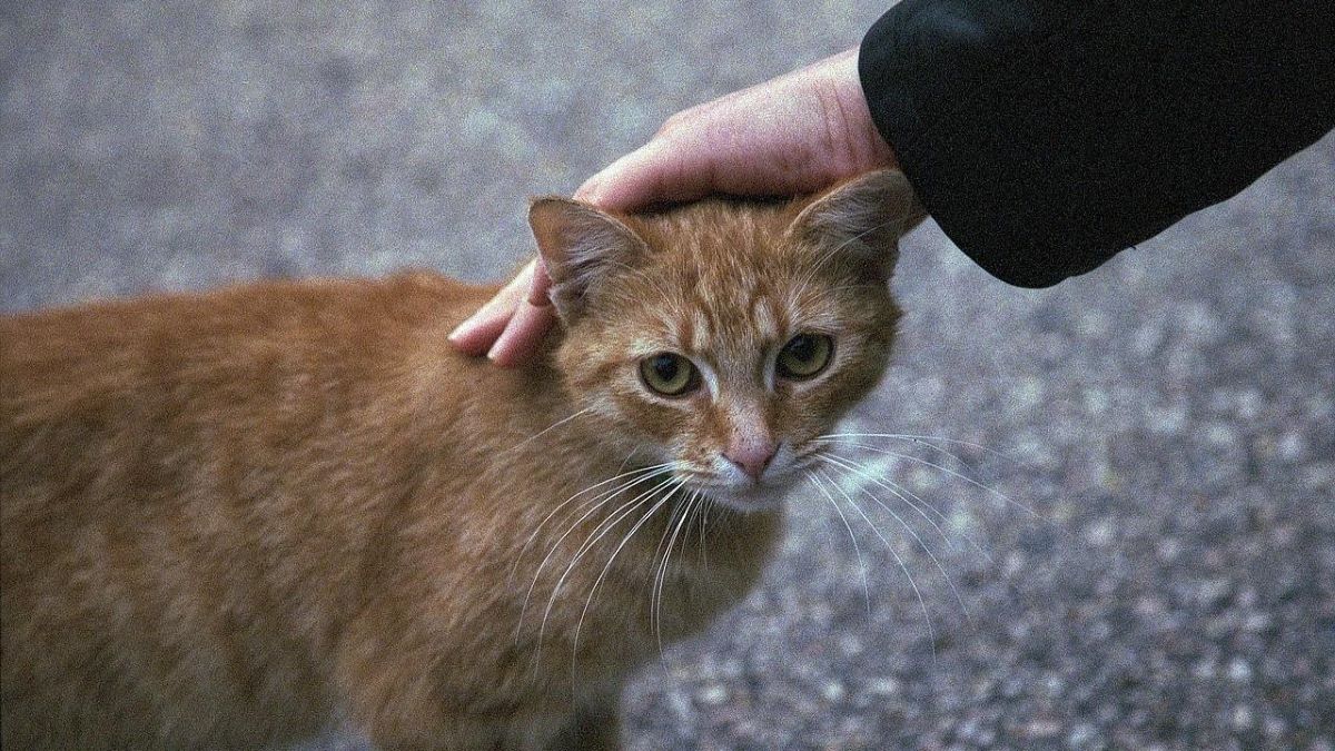 Est-il bon ou mauvais de caresser les chats ? Voici la réponse des scientifiques