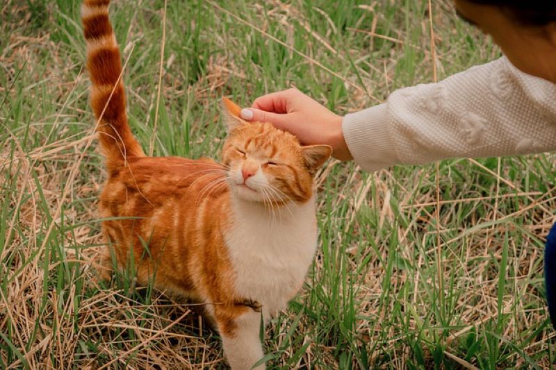Est-il bon ou mauvais de caresser les chats ? réponses scientifiques