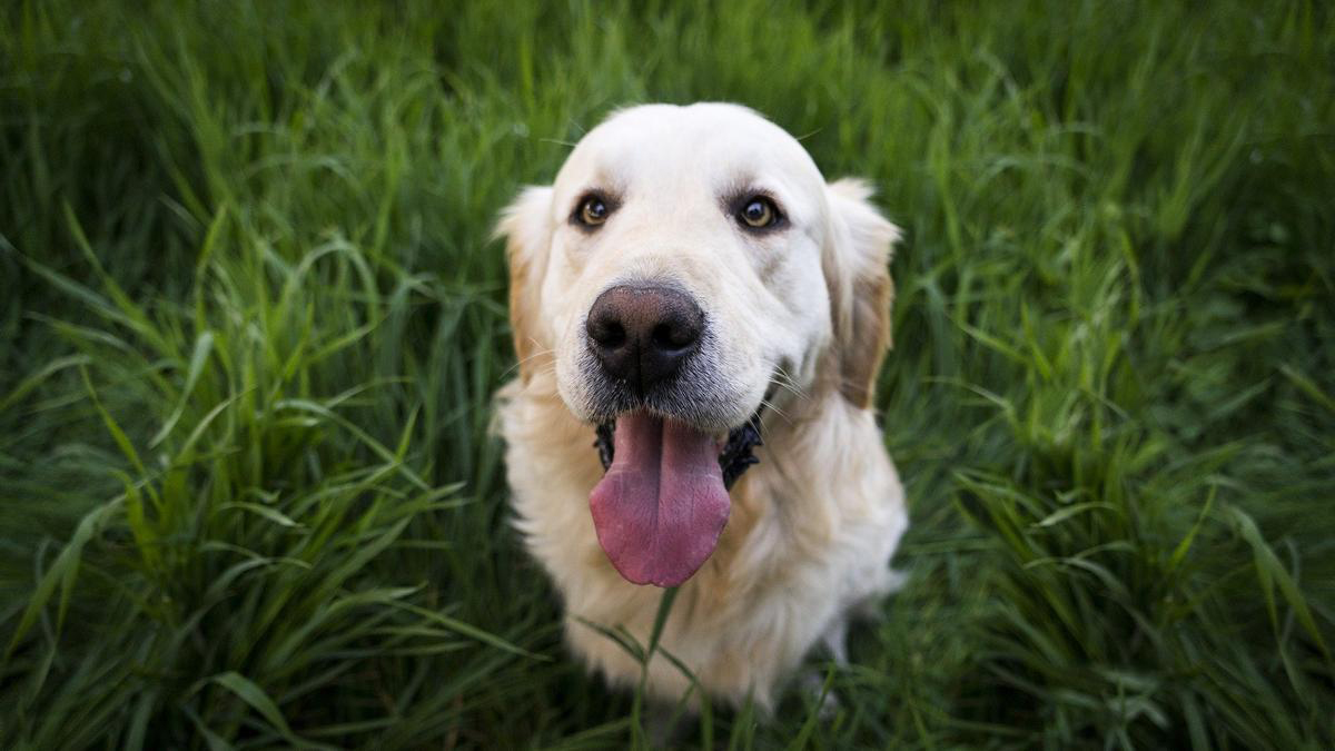 La façon de savoir que le chien est heureux!