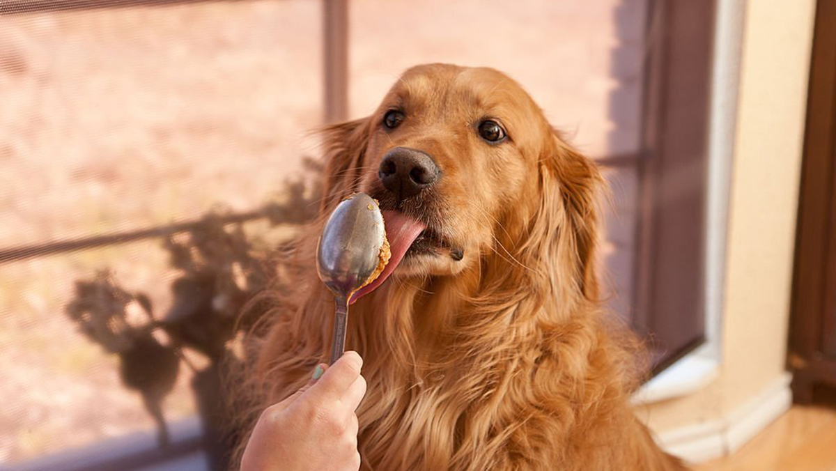 Le chien et les cacahuètes font-ils bon ménage ?