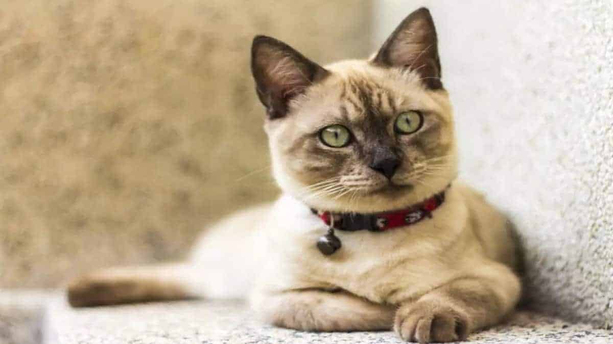 Les chats savent-ils quand ils vont mourir ? Voici la réponse