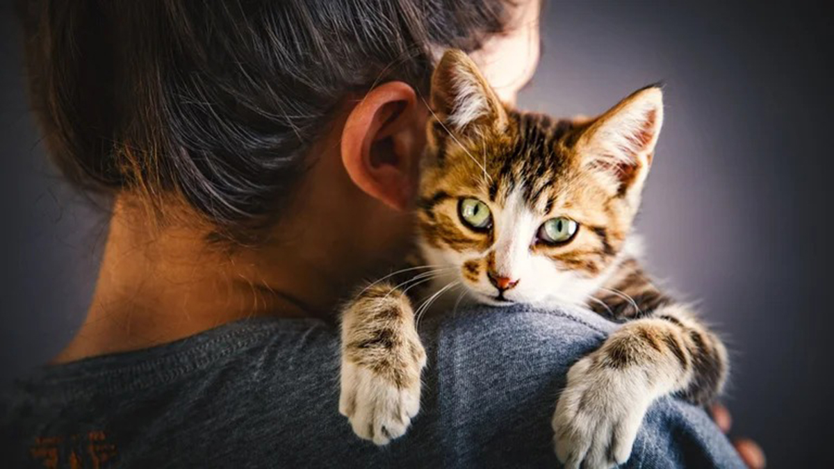 Les chats se soucient-ils de leurs maîtres ?