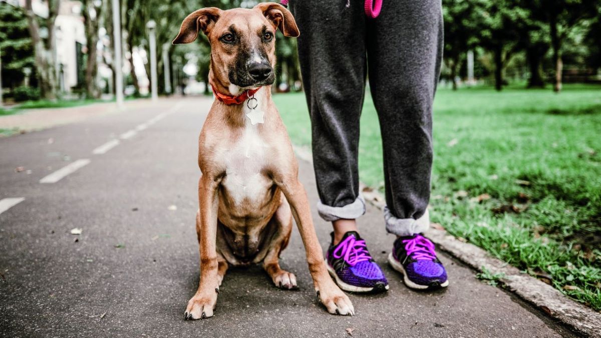 Les chiens bâtards tombent-ils moins souvent malades ?