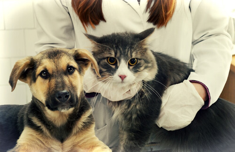Les chiens et les chats ont également une dernière volonté avant de mourir, selon un vétérinaire