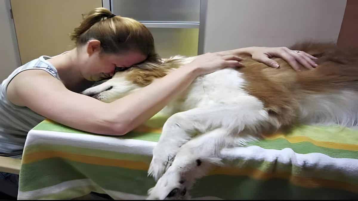 Les chiens et les chats ont tous une dernière volonté avant de mourir, selon un vétérinaire