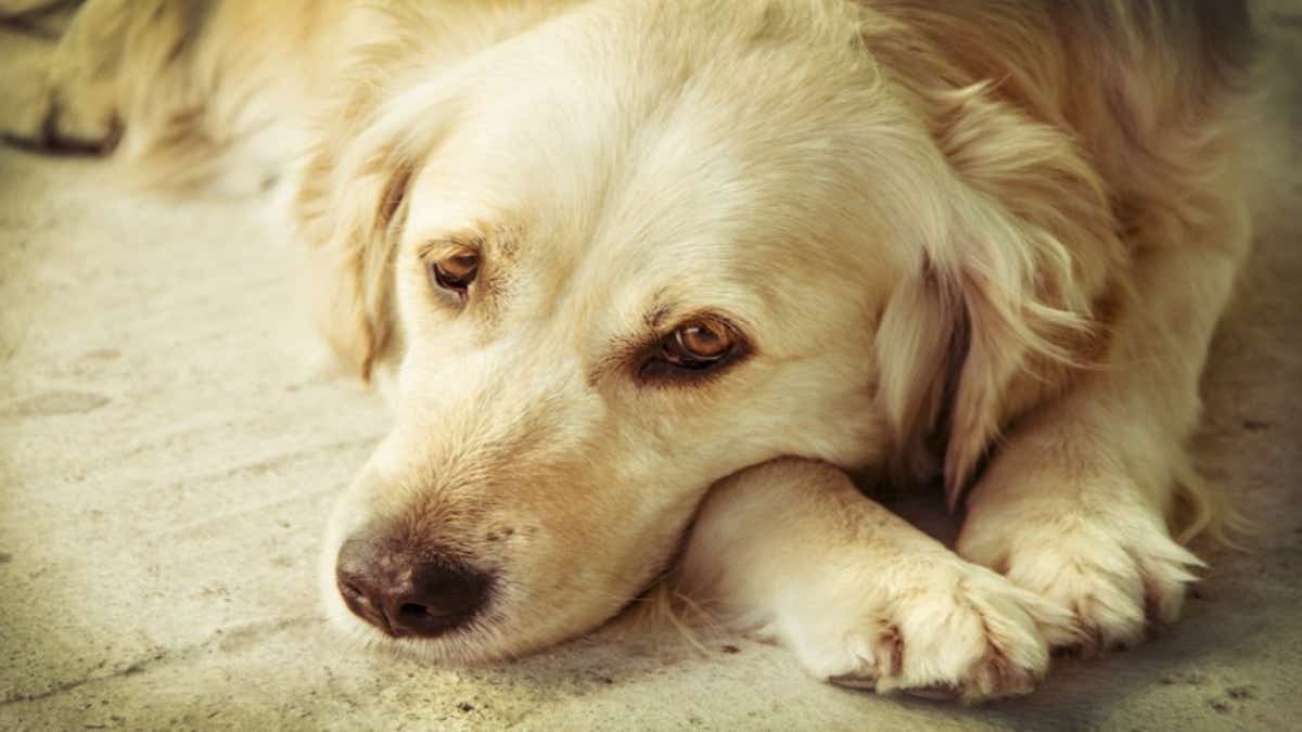 Les chiens sentent-ils la mort des gens ?