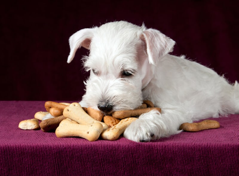 Les choses qui brisent le cœur de votre chien