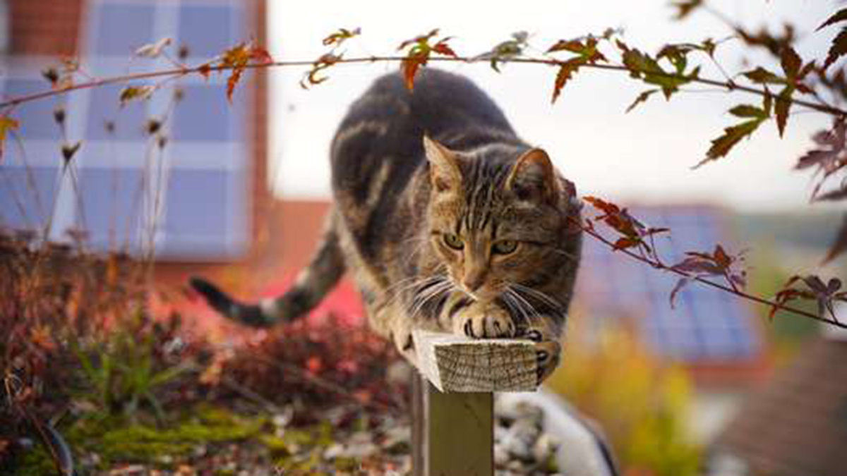 Les façons dont les chats voient le monde !