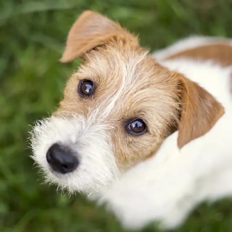 Les raisons pour lesquelles votre chien vous regarde fixement