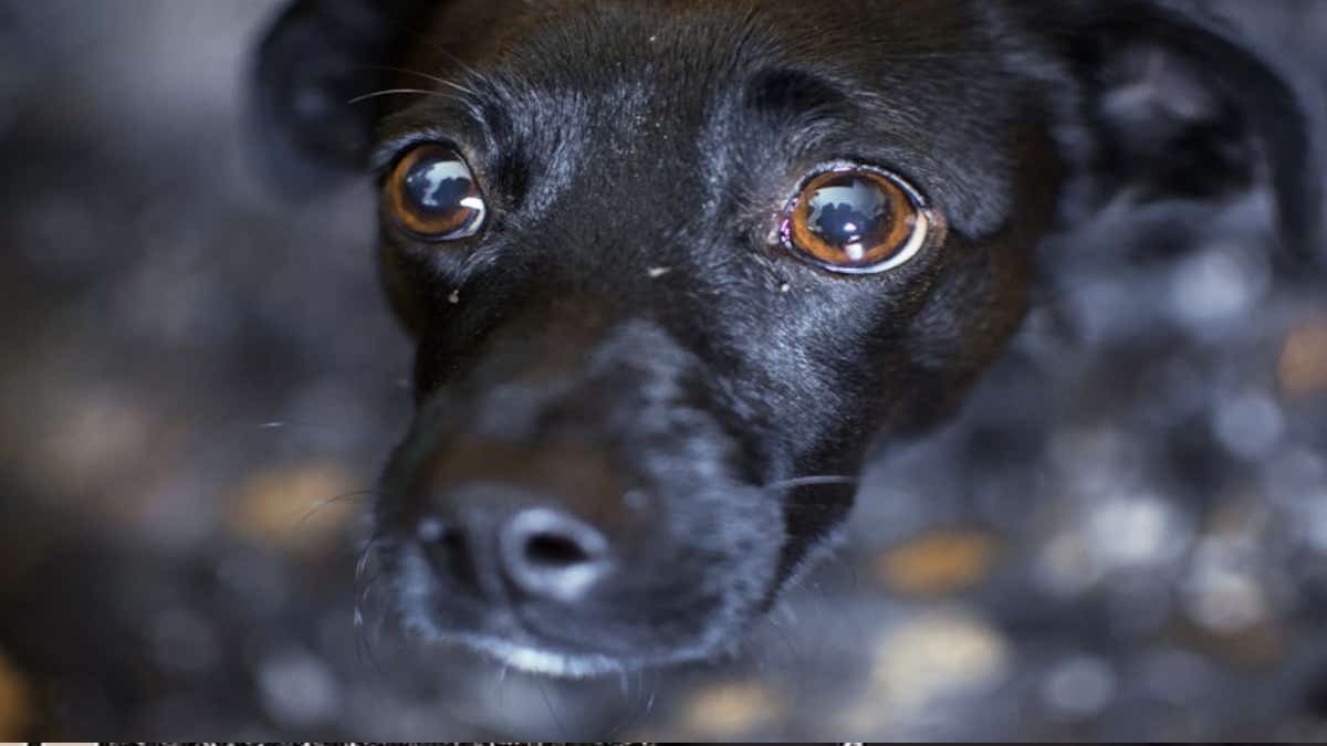 Voici les raisons pour lesquelles votre chien vous regarde fixement