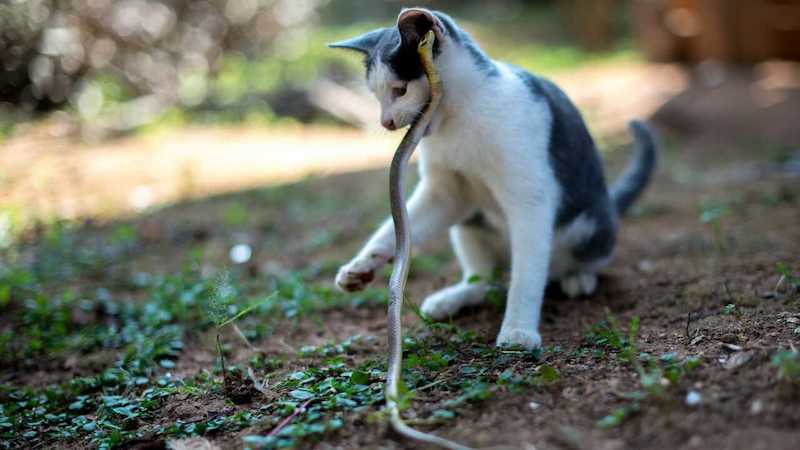 Les serpents craignent-ils les chats ? La réponse va vous surprendre !