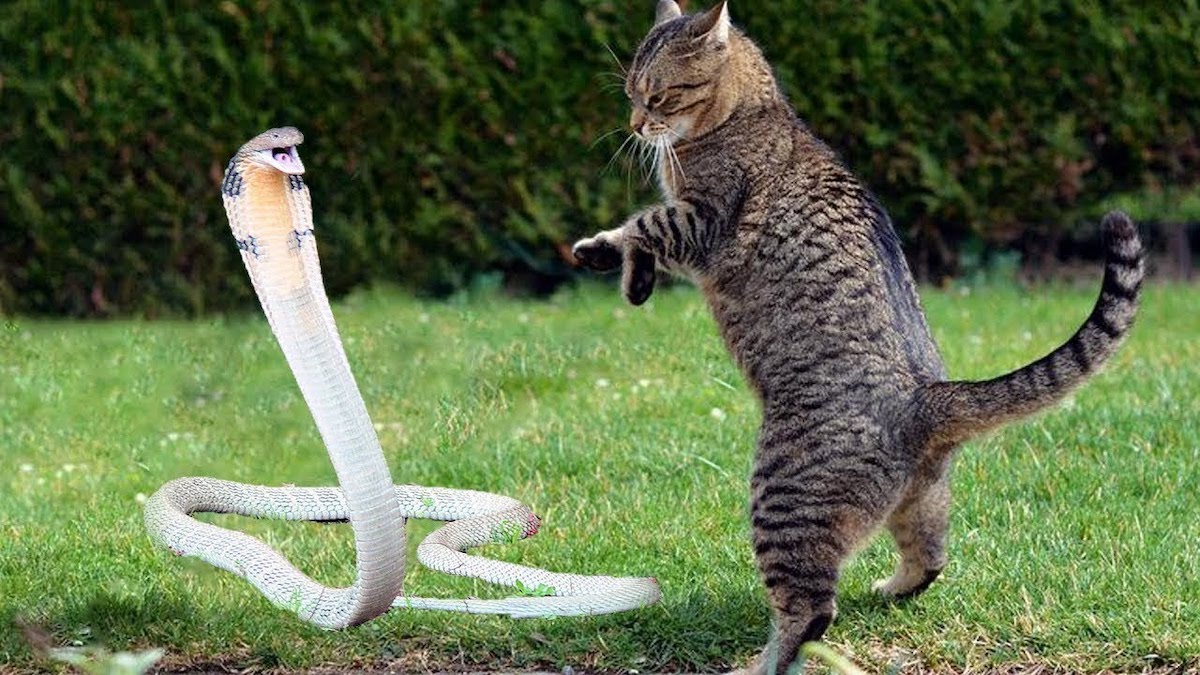 Les serpents craignent-ils les chats ? La réponse va vous surprendre !