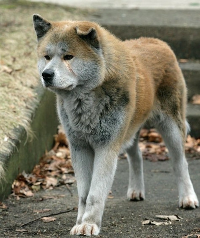 L'histoire vraie de Hachiko, le chien qui a attendu pendant 10 ans son maître décédé