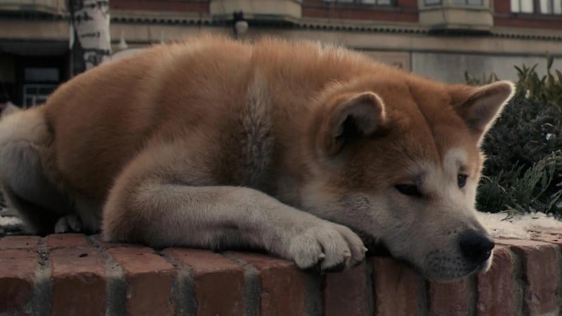 L'histoire vraie de Hachiko, le chien qui a attendu pendant 10 ans son maître décédé
