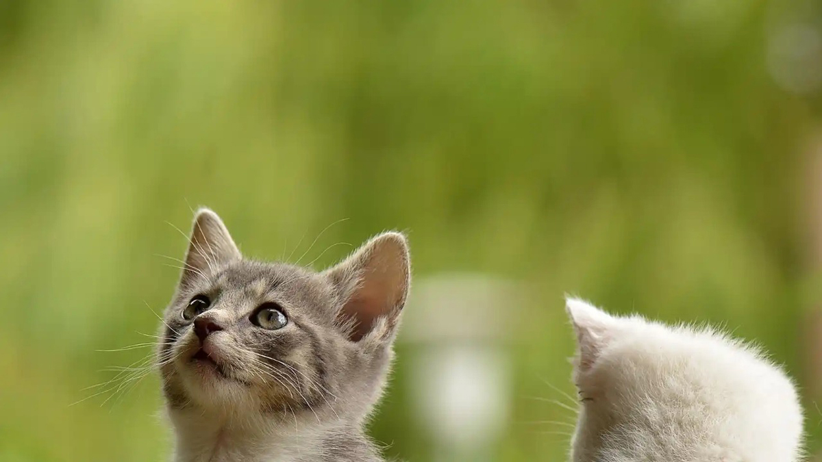 Chat ou chatte, lequel est le meilleur comme animal de compagnie ?