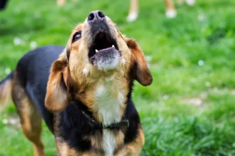 Mon chien aboie quand il entend les voisins pourquoi et comment l